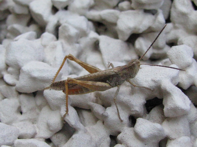 Acrididae Gomphocerinae