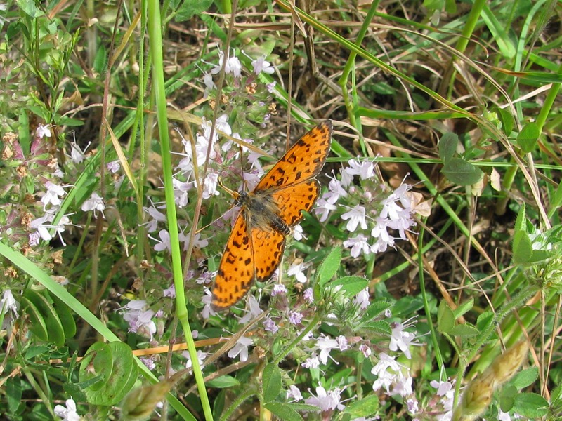 Maschio di Melitaea didyma