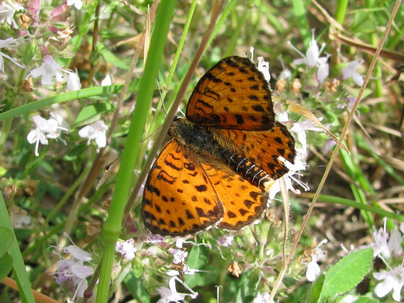 Maschio di Melitaea didyma