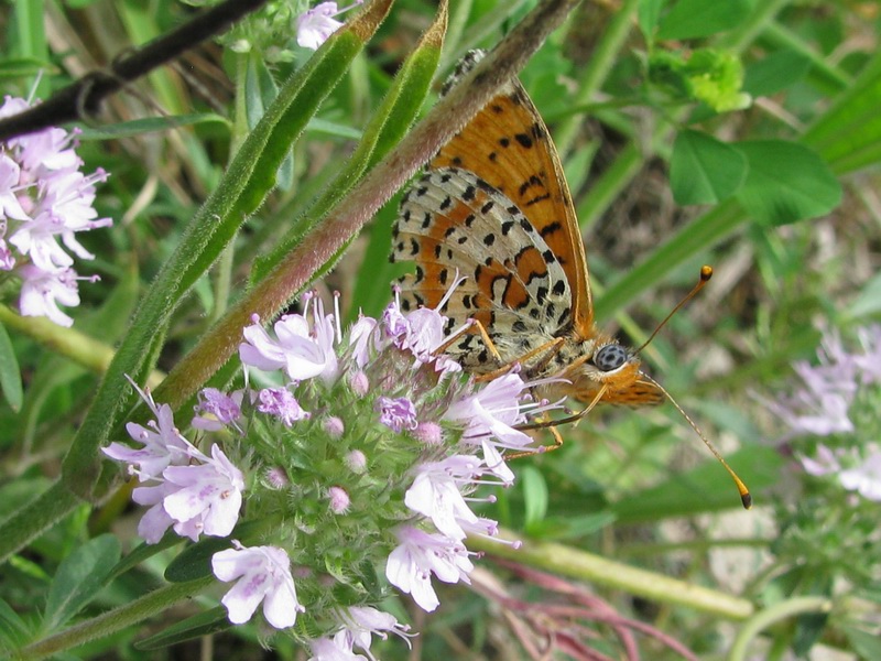 Maschio di Melitaea didyma