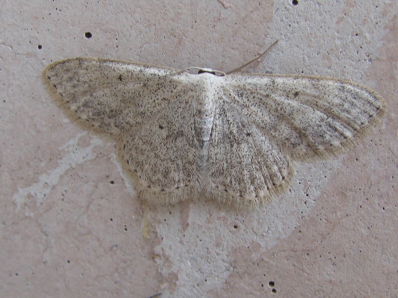 Scopula (Calothysanis) marginepunctata