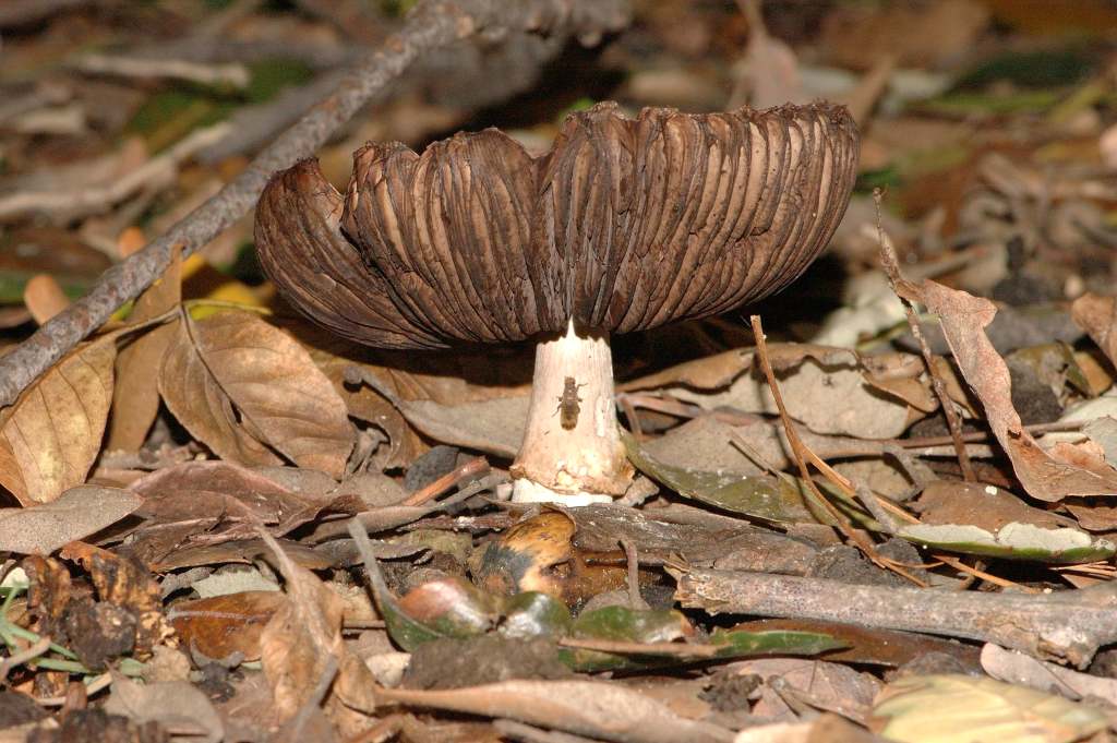 Richiesta identificazione funghi fotografati ad Ischia.