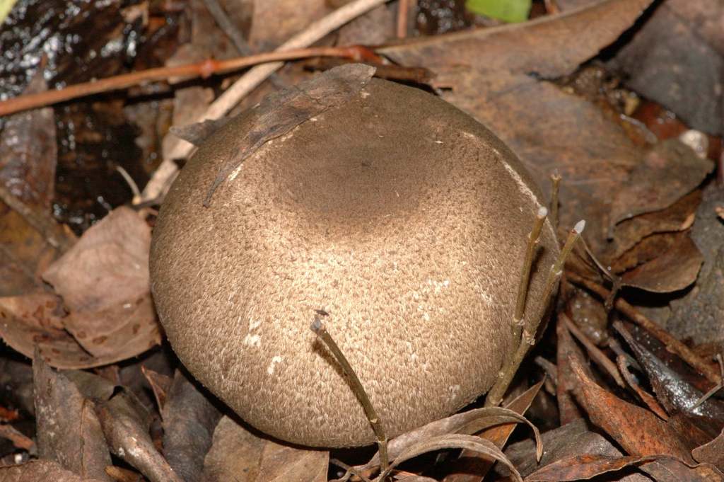 Richiesta identificazione funghi fotografati ad Ischia.