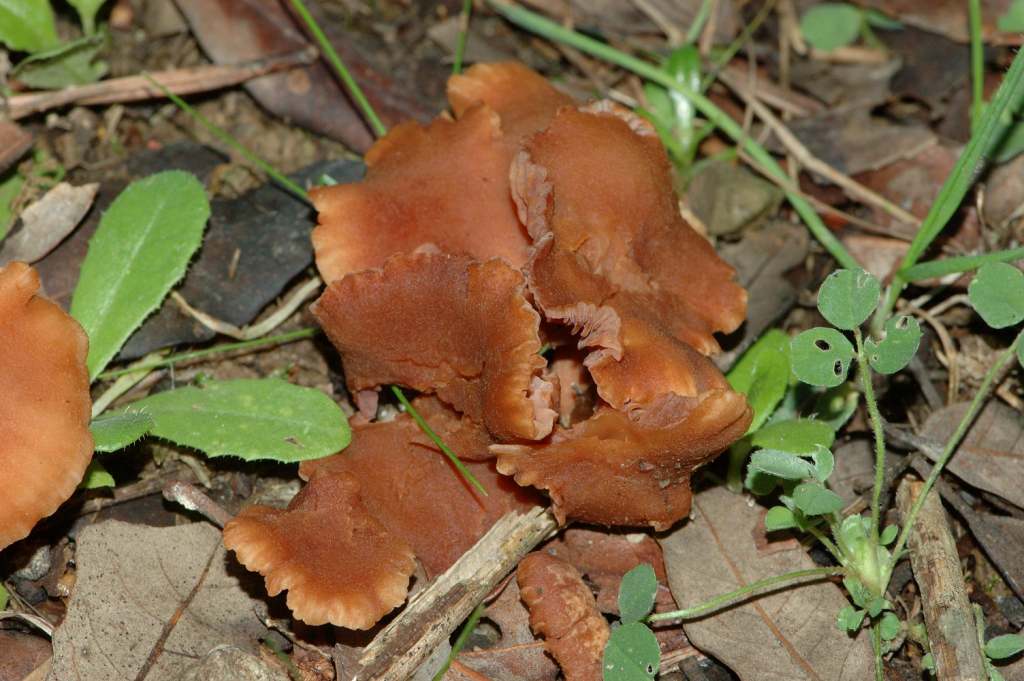 Richiesta identificazione funghi fotografati ad Ischia.