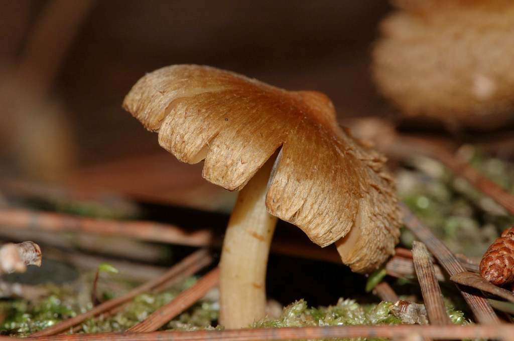 Richiesta identificazione funghi fotografati ad Ischia.