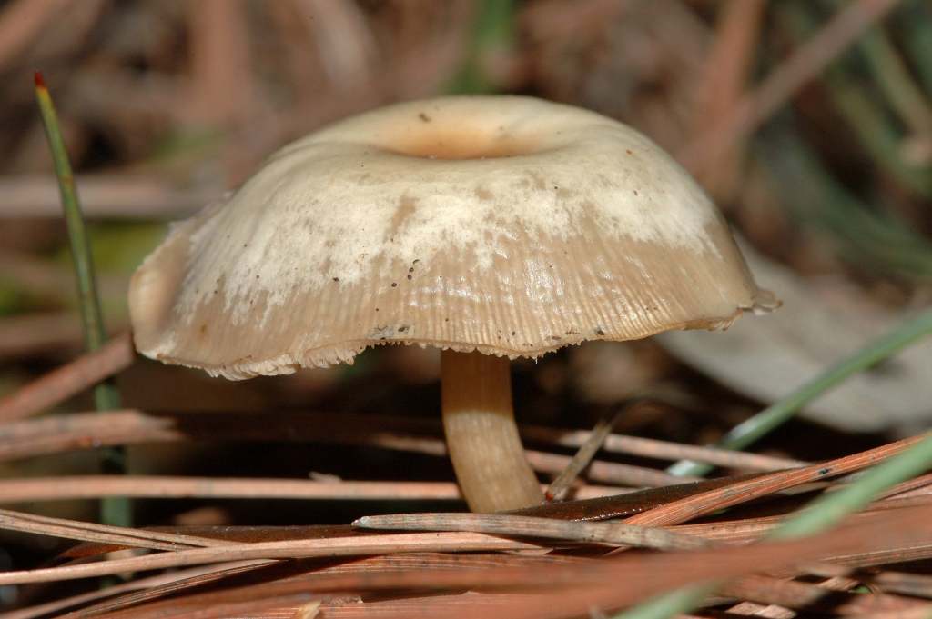 Richiesta identificazione funghi fotografati ad Ischia.