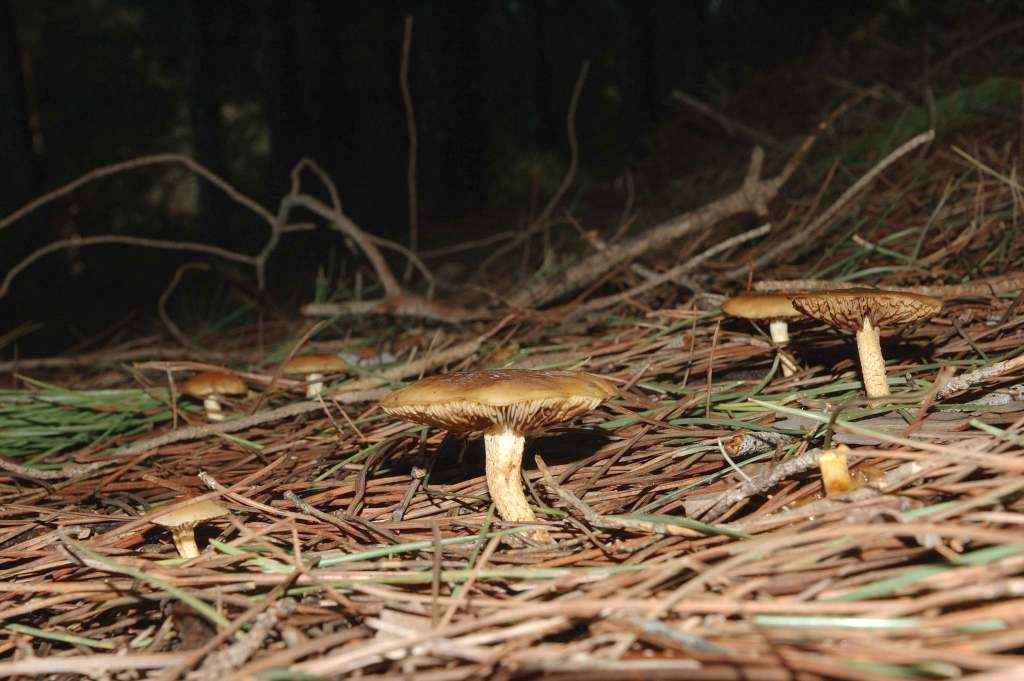 Richiesta identificazione funghi fotografati ad Ischia.