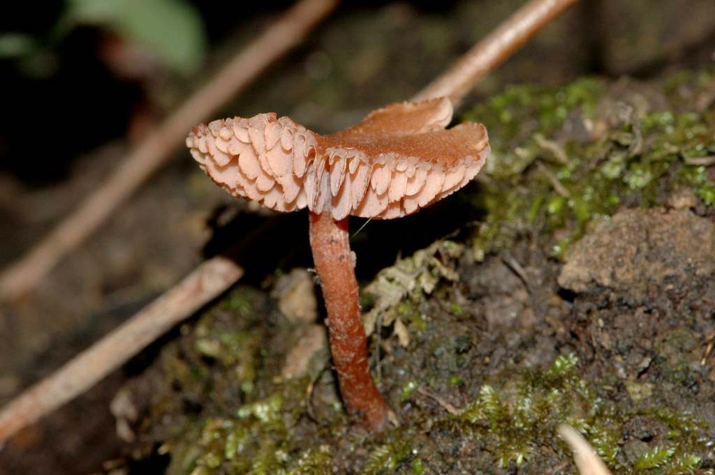 Richiesta identificazione funghi fotografati ad Ischia.