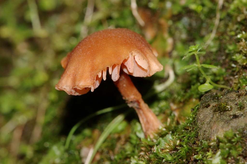 Richiesta identificazione funghi fotografati ad Ischia.