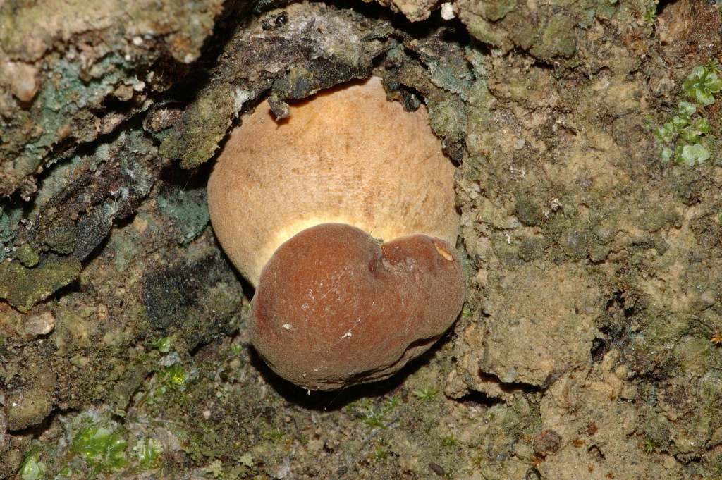 Richiesta identificazione funghi fotografati ad Ischia.