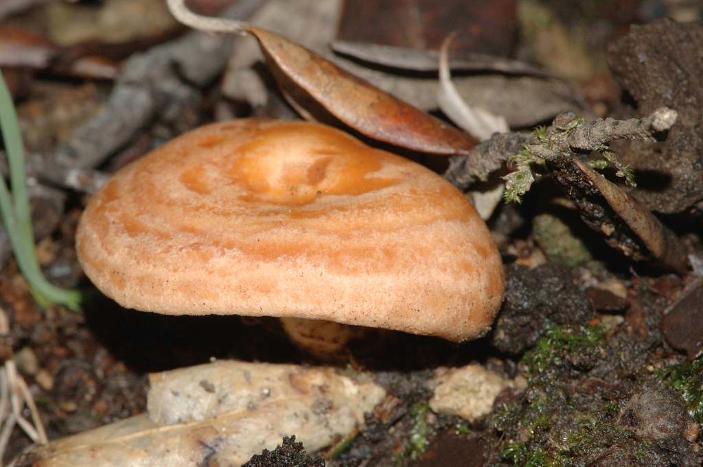 Richiesta identificazione funghi fotografati ad Ischia.