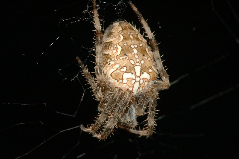 Araneus diadematus