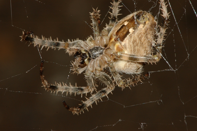 Araneus diadematus