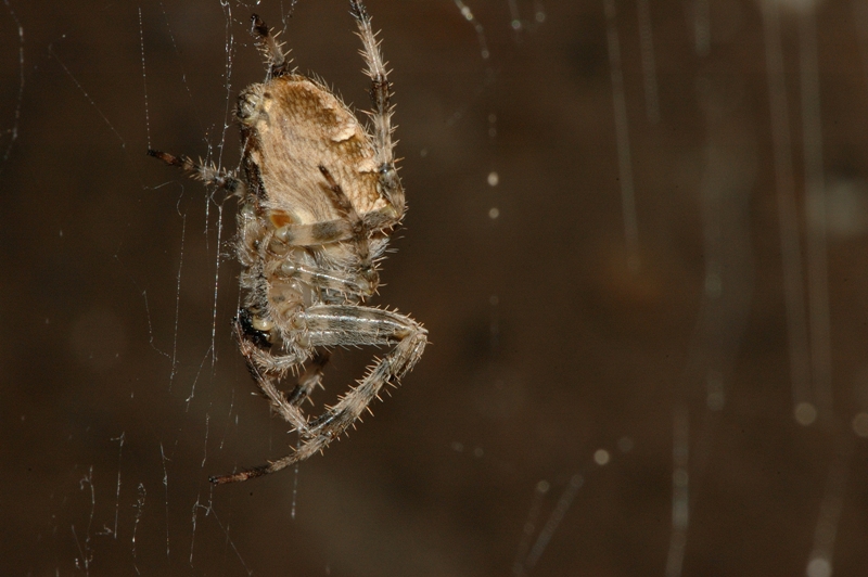 Araneus diadematus