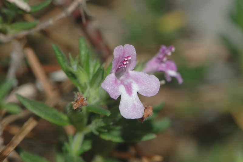 Micromeria fruticolosa?