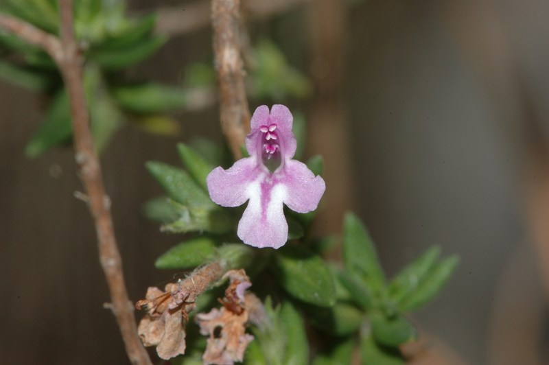 Micromeria fruticolosa?