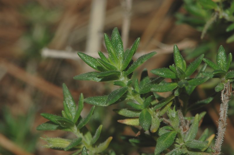 Micromeria fruticolosa?