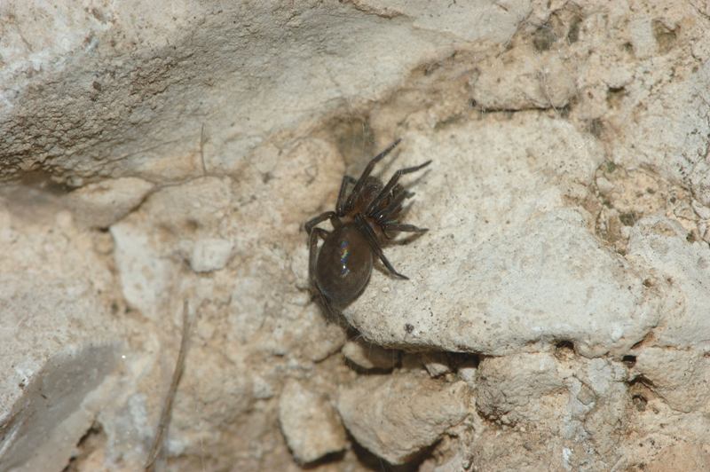 Amaurobius sp.