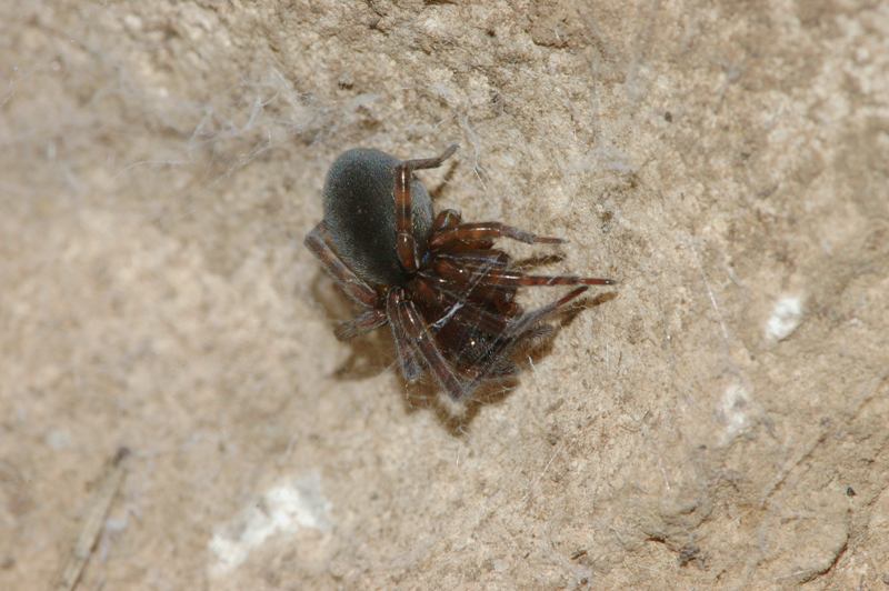 Amaurobius sp.