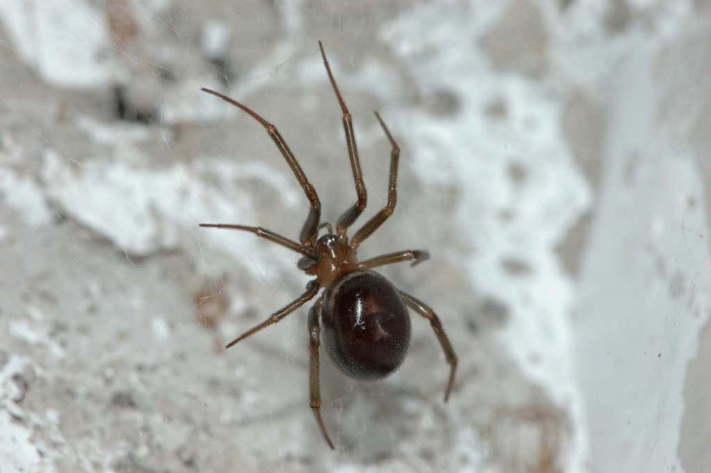 Steatoda grossa