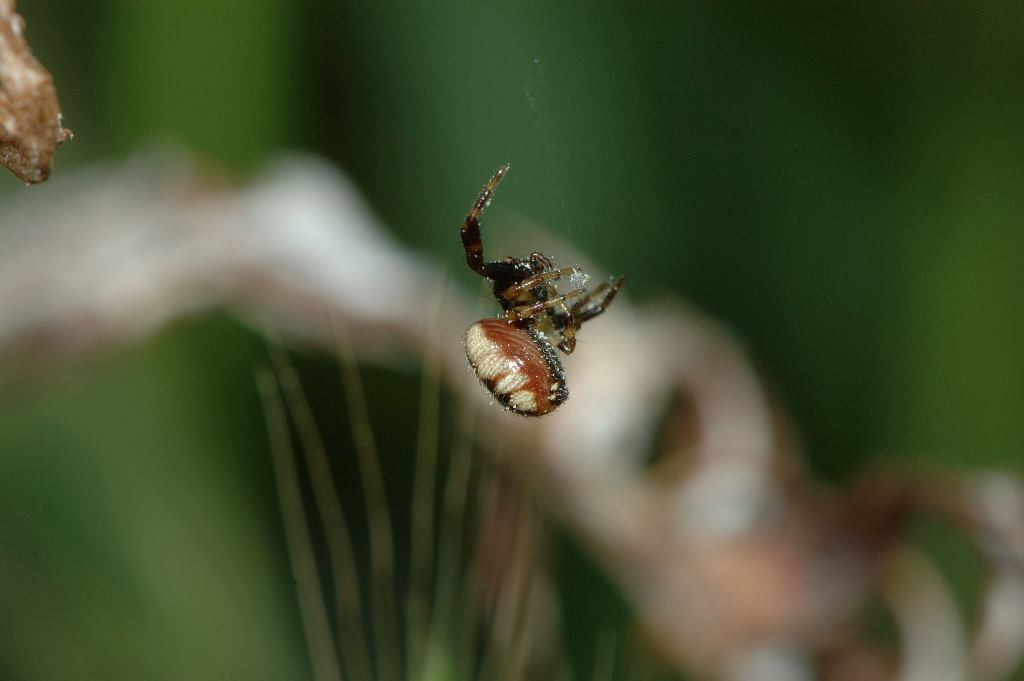 Synaema globosum