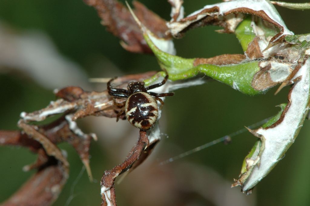 Synaema globosum