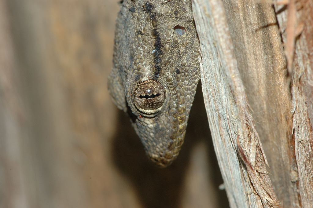 Tarentola mauritanica.