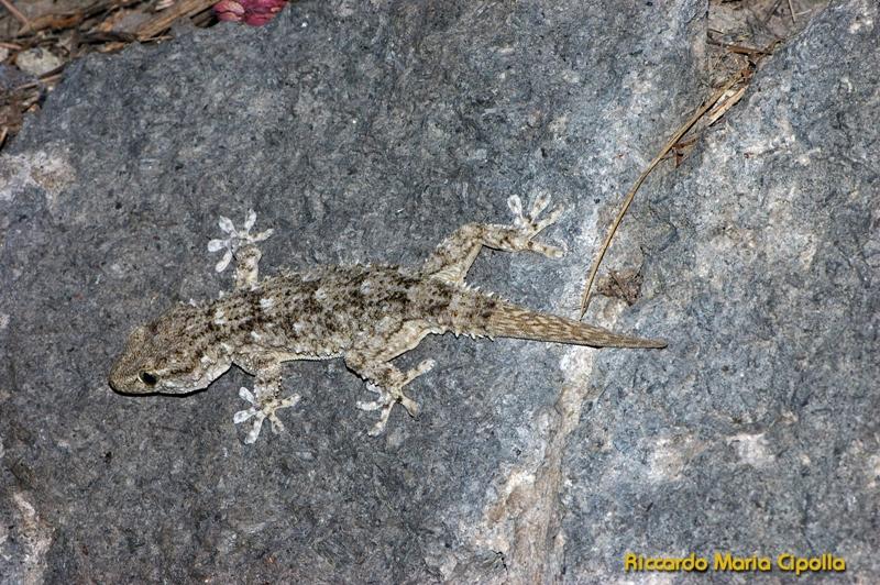 Ischia: Hemidactylus turcicus e Tarentola mauritanica