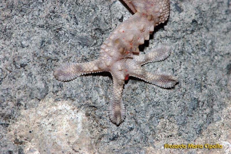 Ischia: Hemidactylus turcicus e Tarentola mauritanica