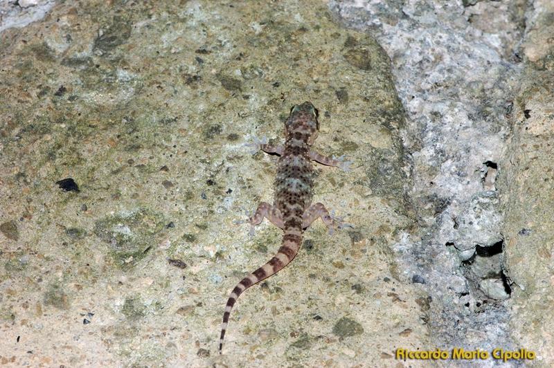 Ischia: Hemidactylus turcicus e Tarentola mauritanica