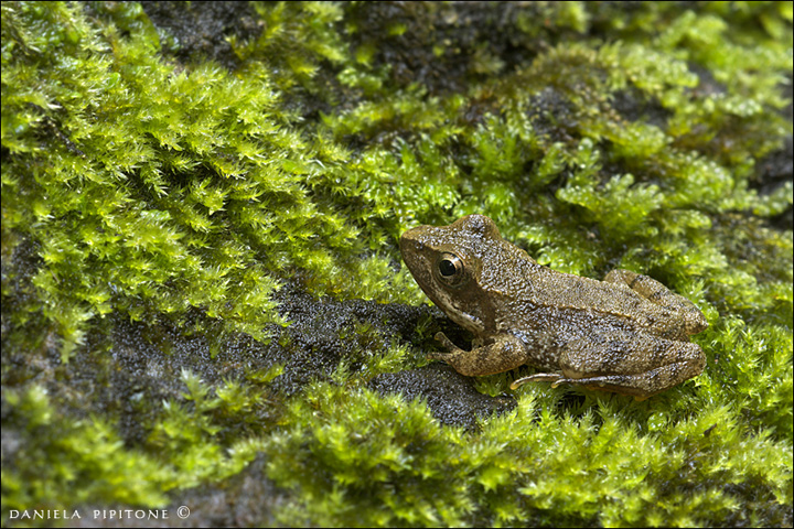 Piccolissima rana - Rana italica