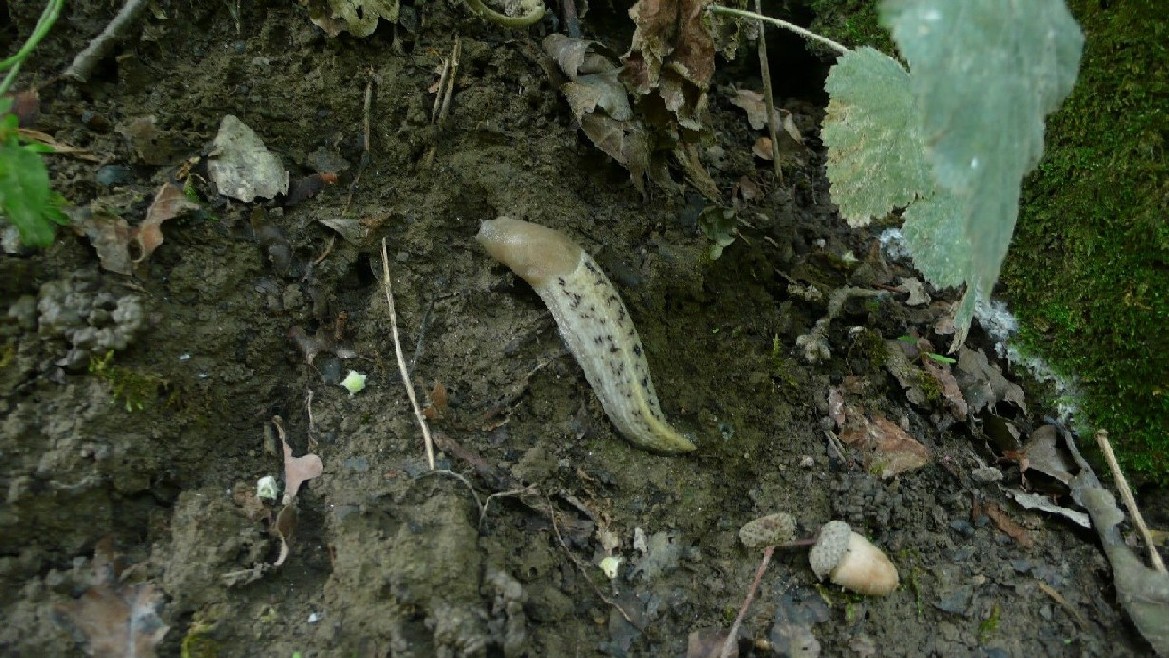 Limax aldrovandi Moquin-Tandon 1855 presso il  fiume Po