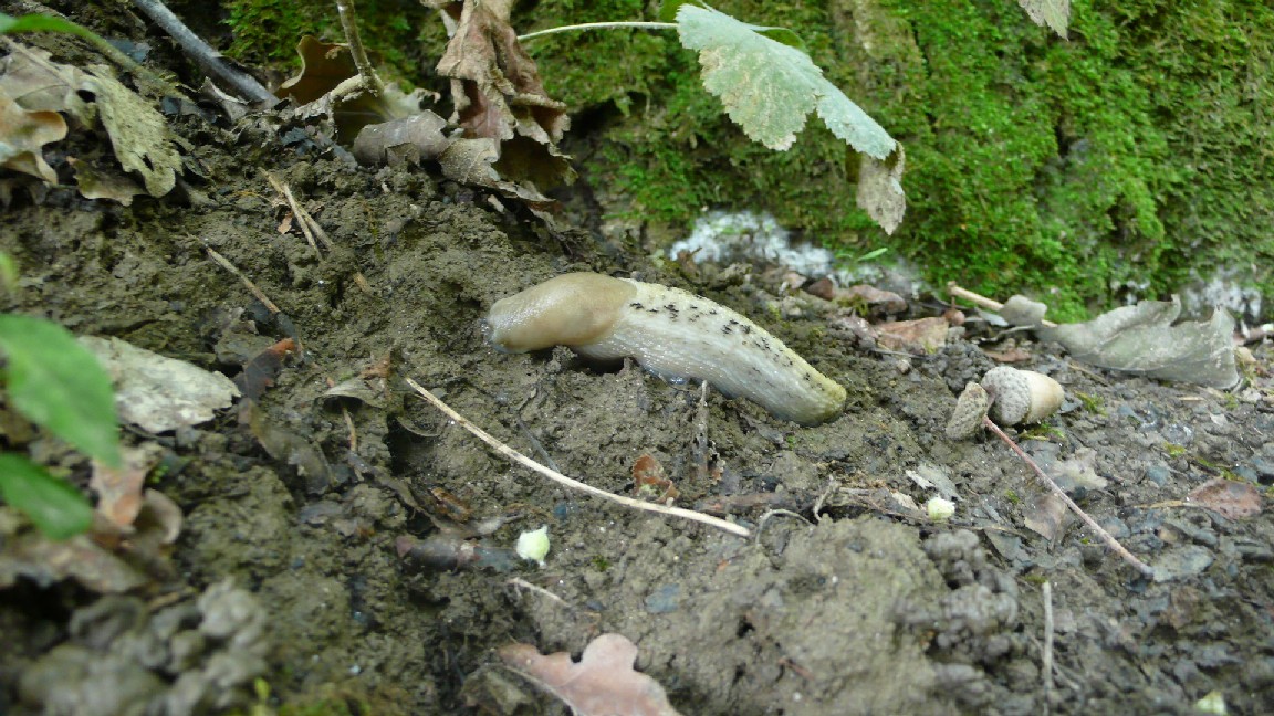 Limax aldrovandi Moquin-Tandon 1855 presso il  fiume Po