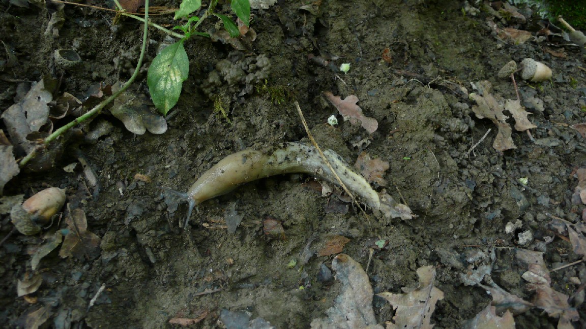 Limax aldrovandi Moquin-Tandon 1855 presso il  fiume Po