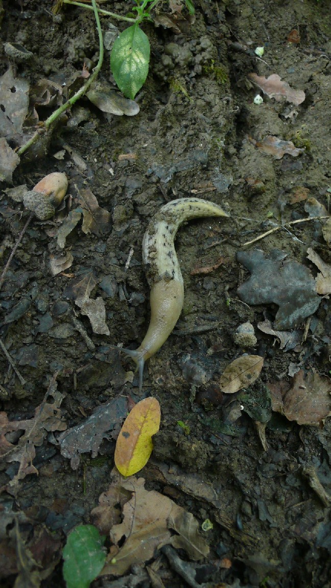 Limax aldrovandi Moquin-Tandon 1855 presso il  fiume Po