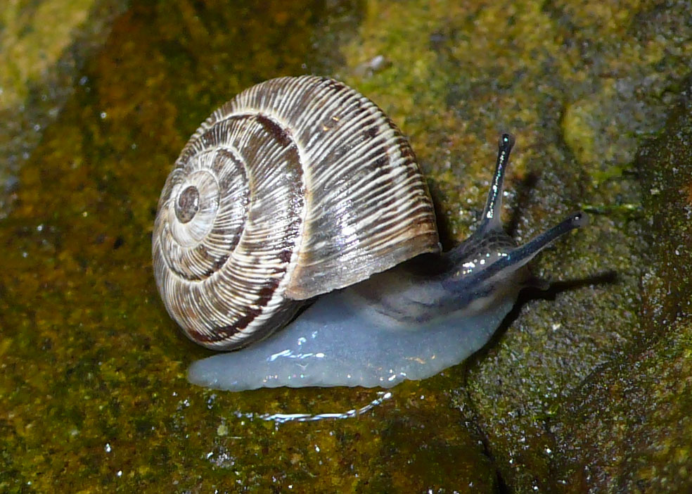 Chioccioline scalatrici