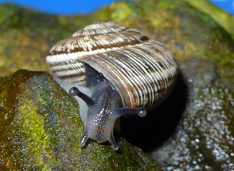 Chioccioline scalatrici