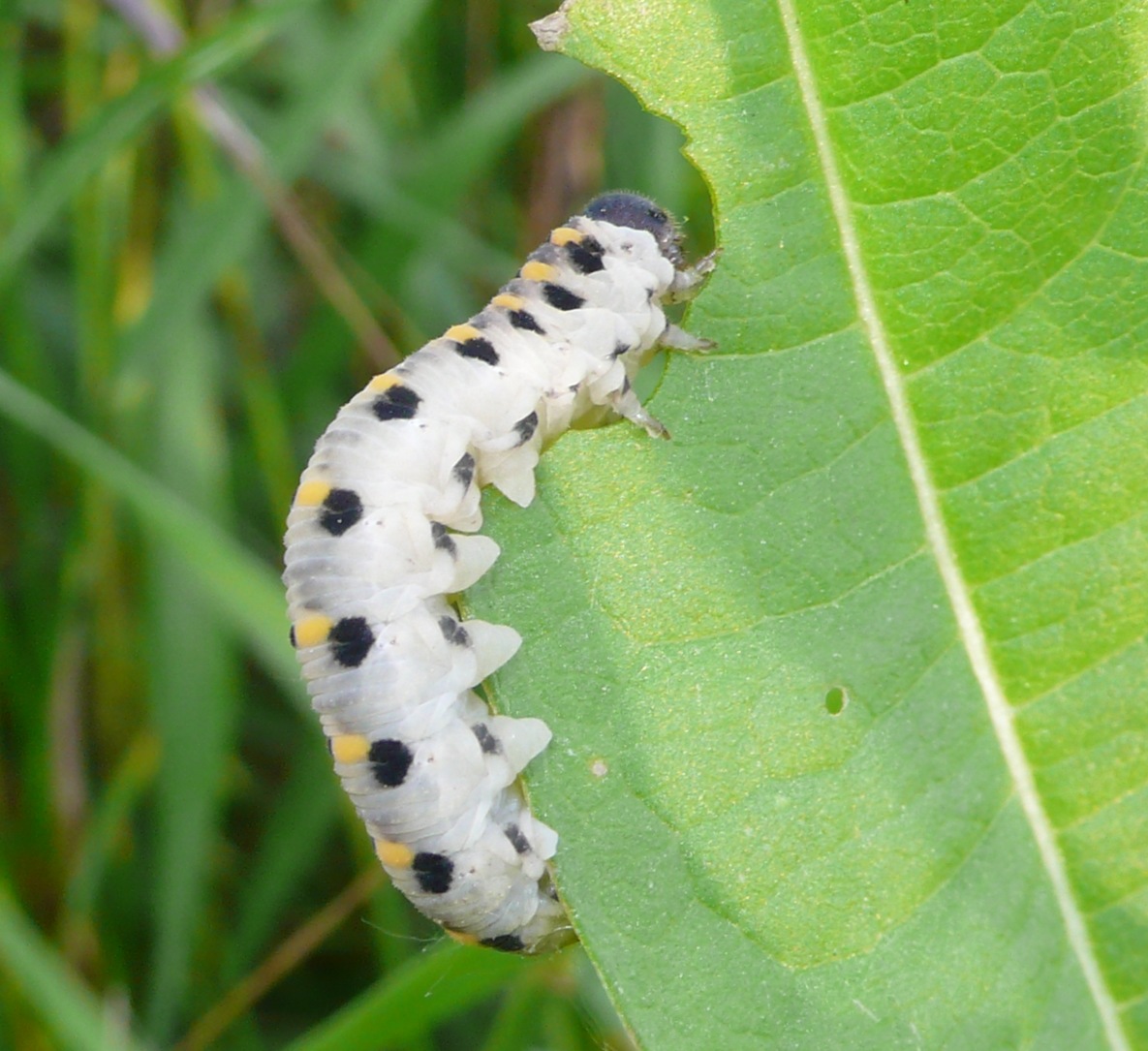 Bruco sul cardo -  Larva di Abia sericea (Cimbicidae)