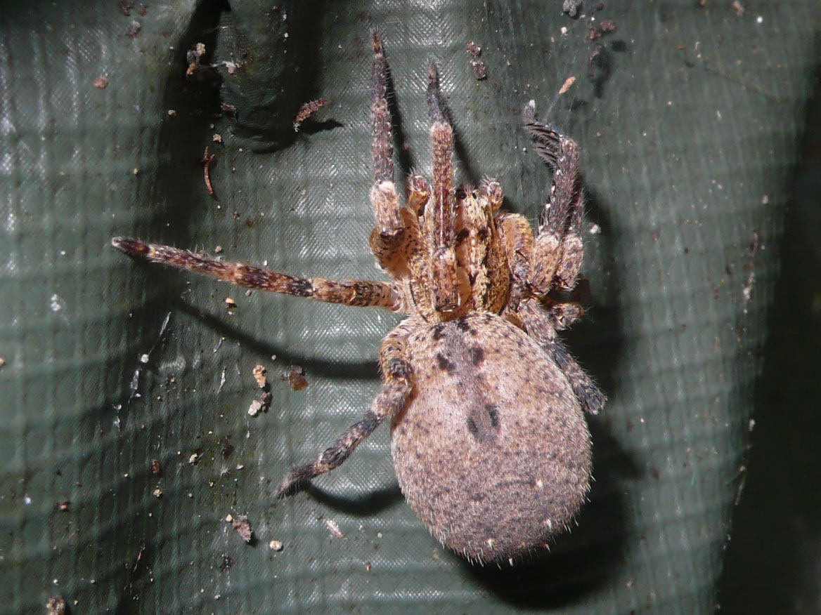 Zoropsis sp.