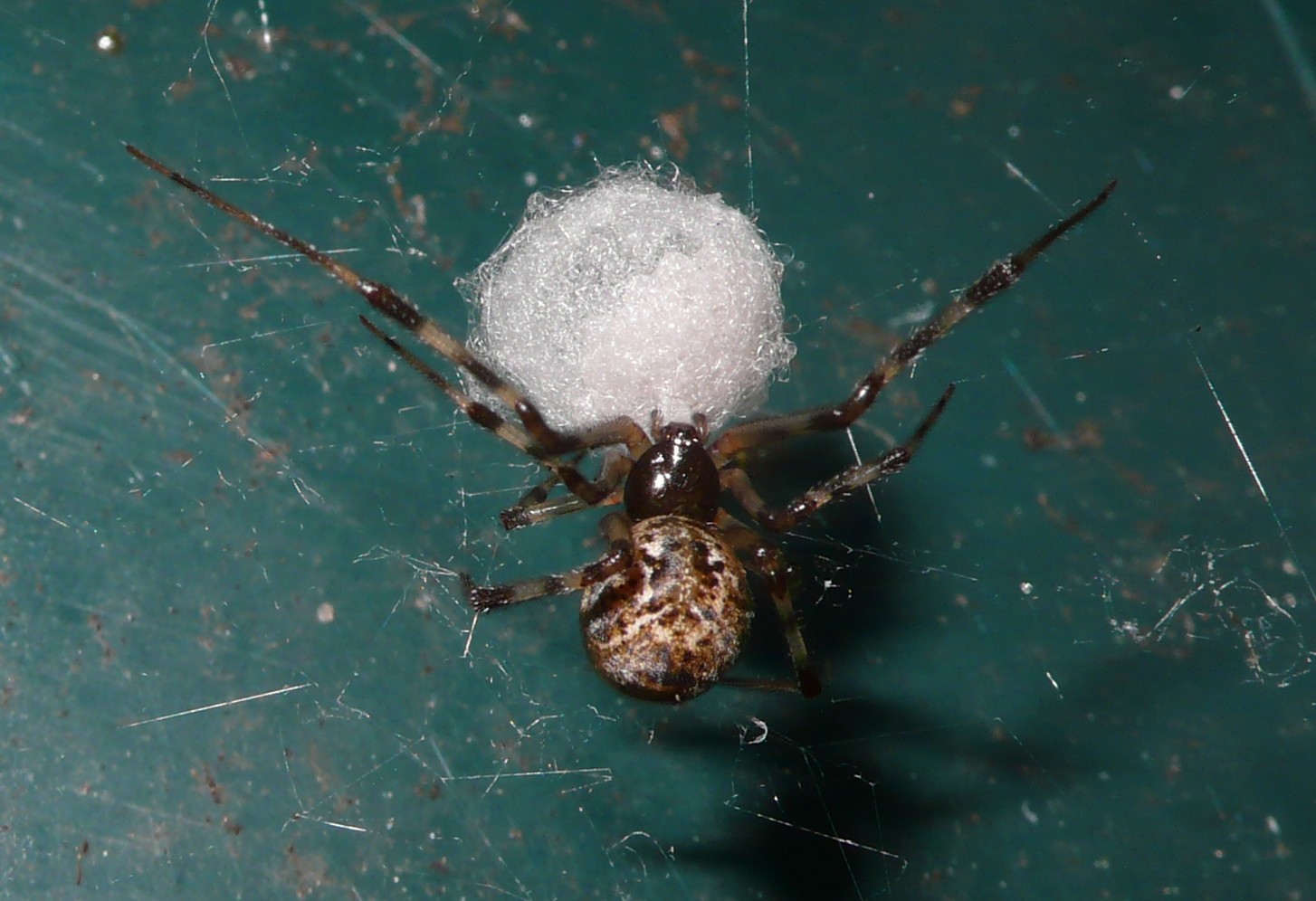 Parasteatoda tepidariorum