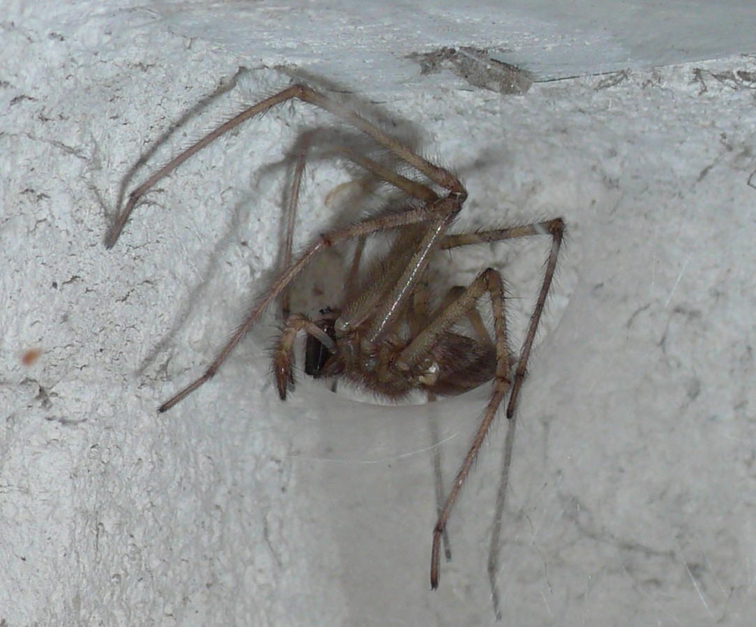 Tegenaria sp.