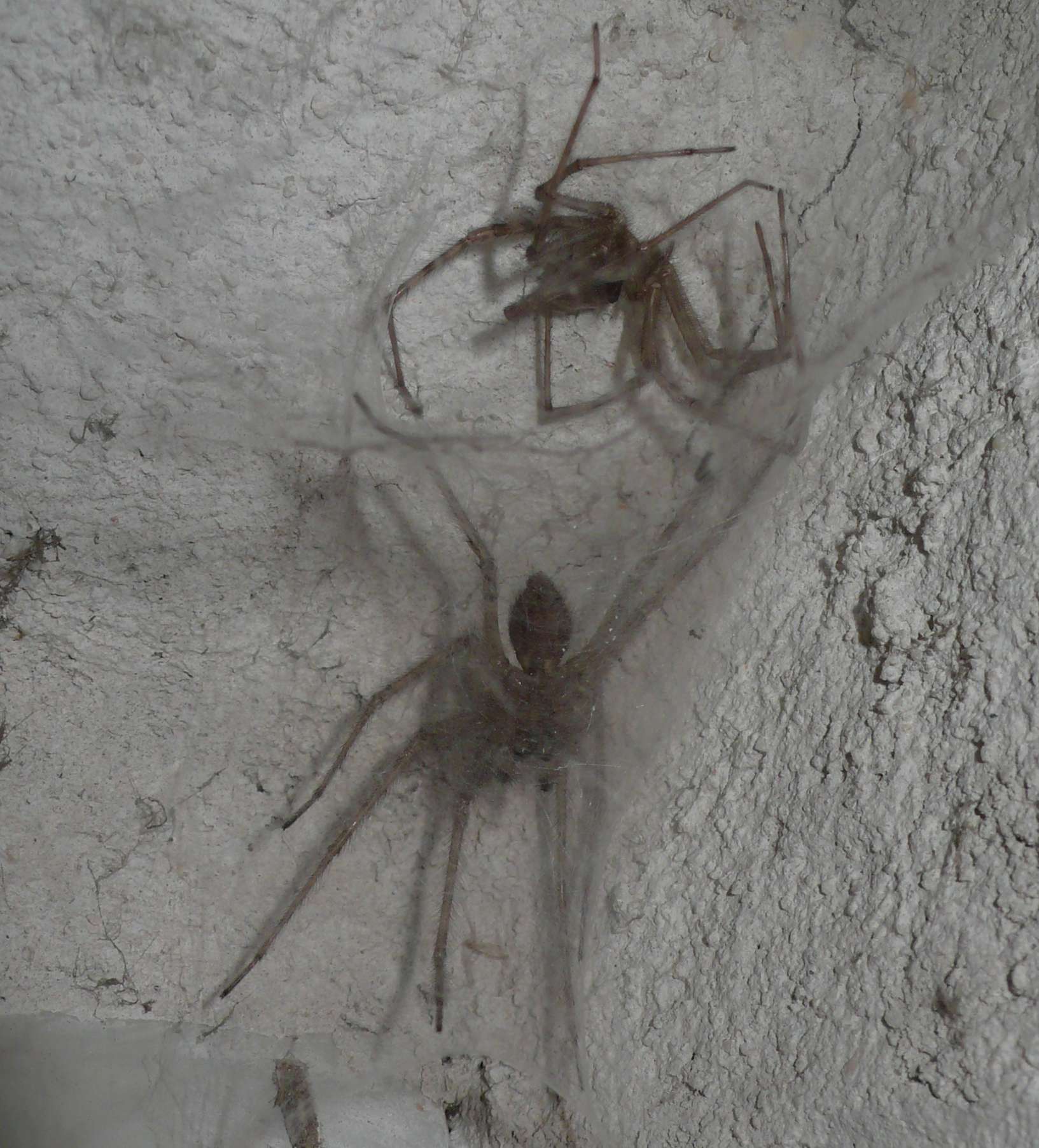 Tegenaria sp.