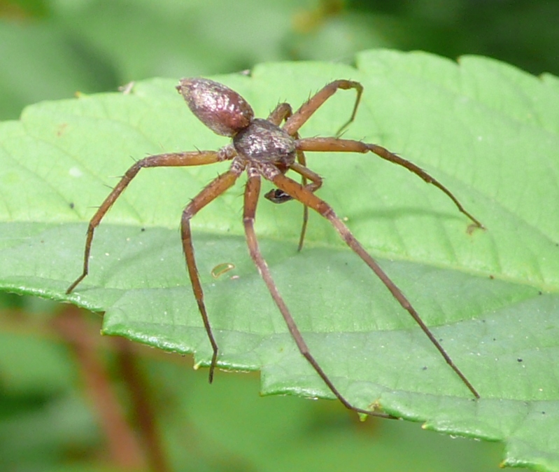 Philodromus sp.