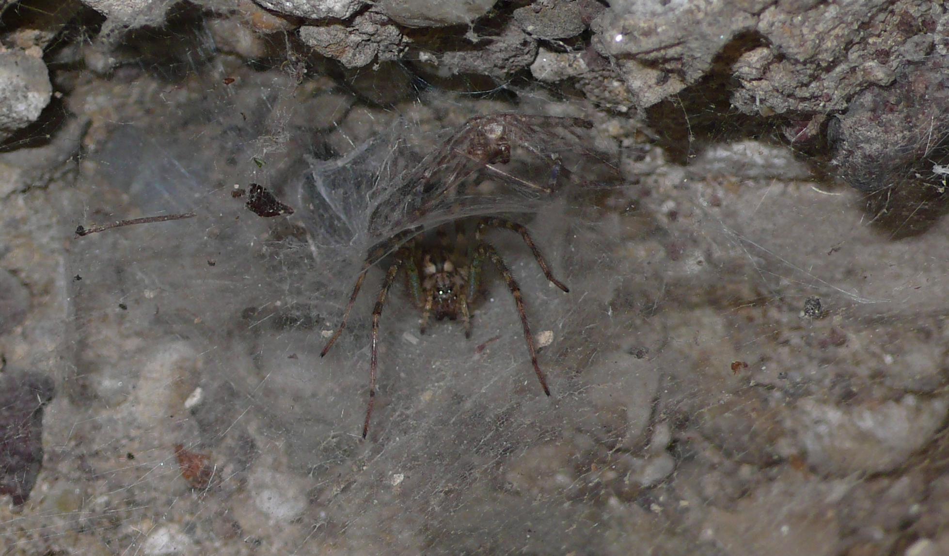 Tegenaria sp.