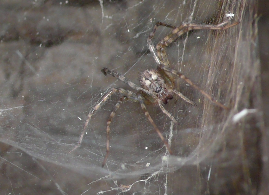 Tegenaria sp.