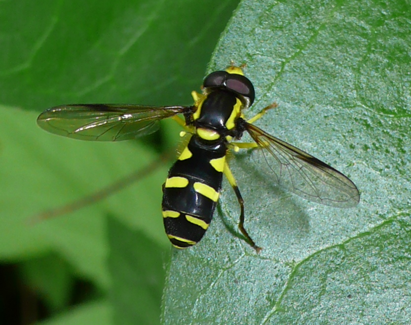 Xanthogramma pedissequum (Syrphidae)