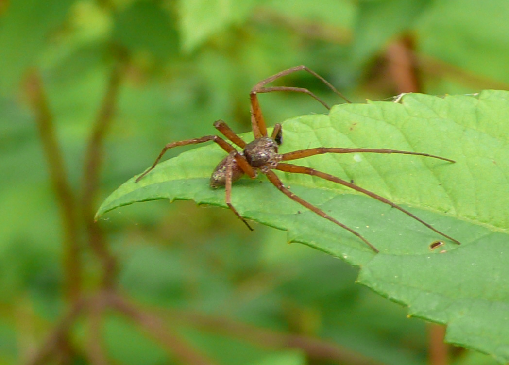 Philodromus sp.