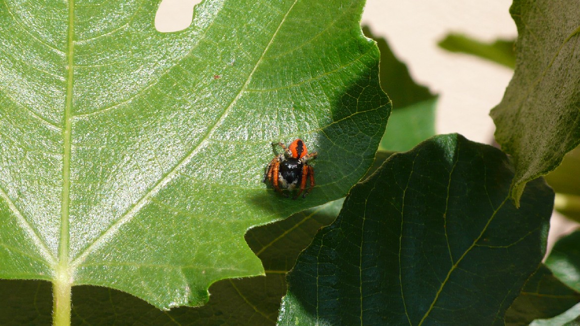 Maschio di Philaeus chrysops, Salticidae