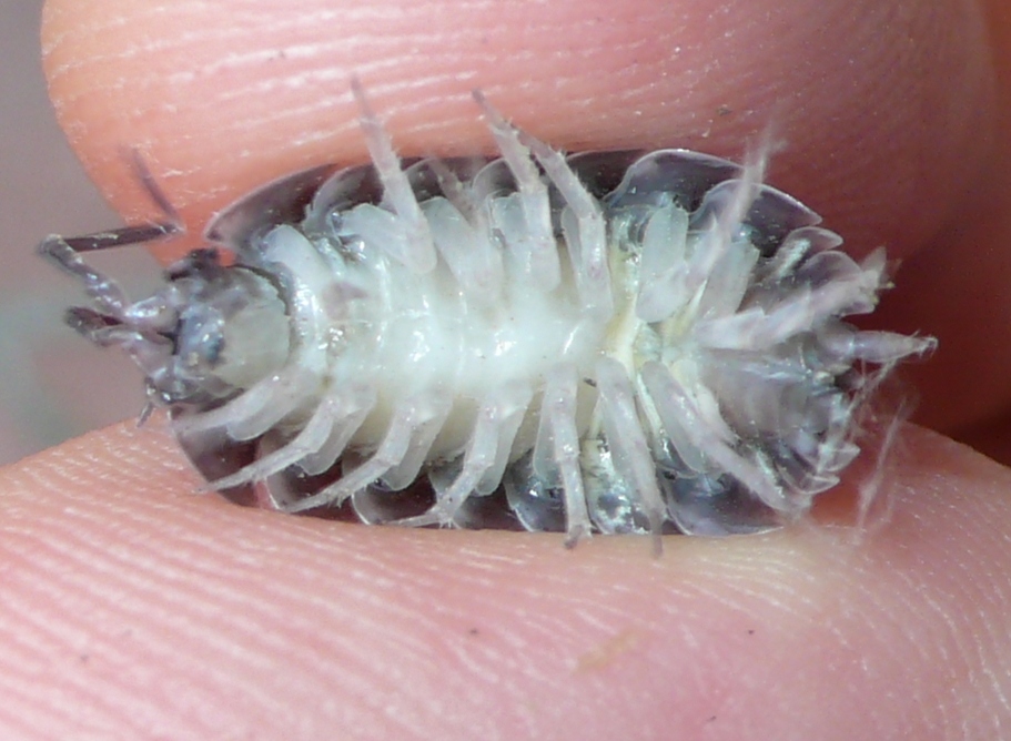 Isopoda