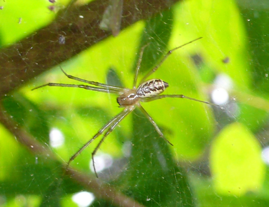 Linyphia sp.